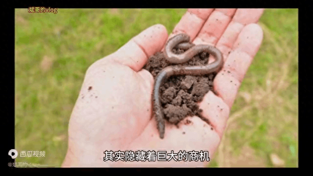 蚯蚓养殖每亩需要投资多少钱 蚯蚓养殖利润分析-阿灿学库