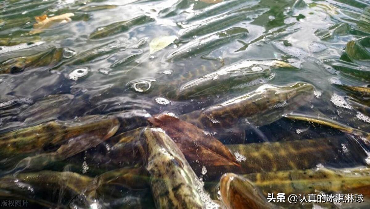 最赚钱的养殖业项目有哪些?跟着风口飞 最赚钱的养殖业项目有哪些?跟着风口飞