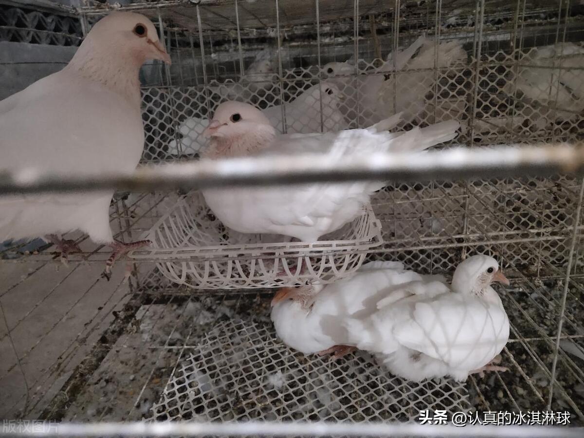 最赚钱的养殖业项目有哪些?跟着风口飞 最赚钱的养殖业项目有哪些?跟着风口飞