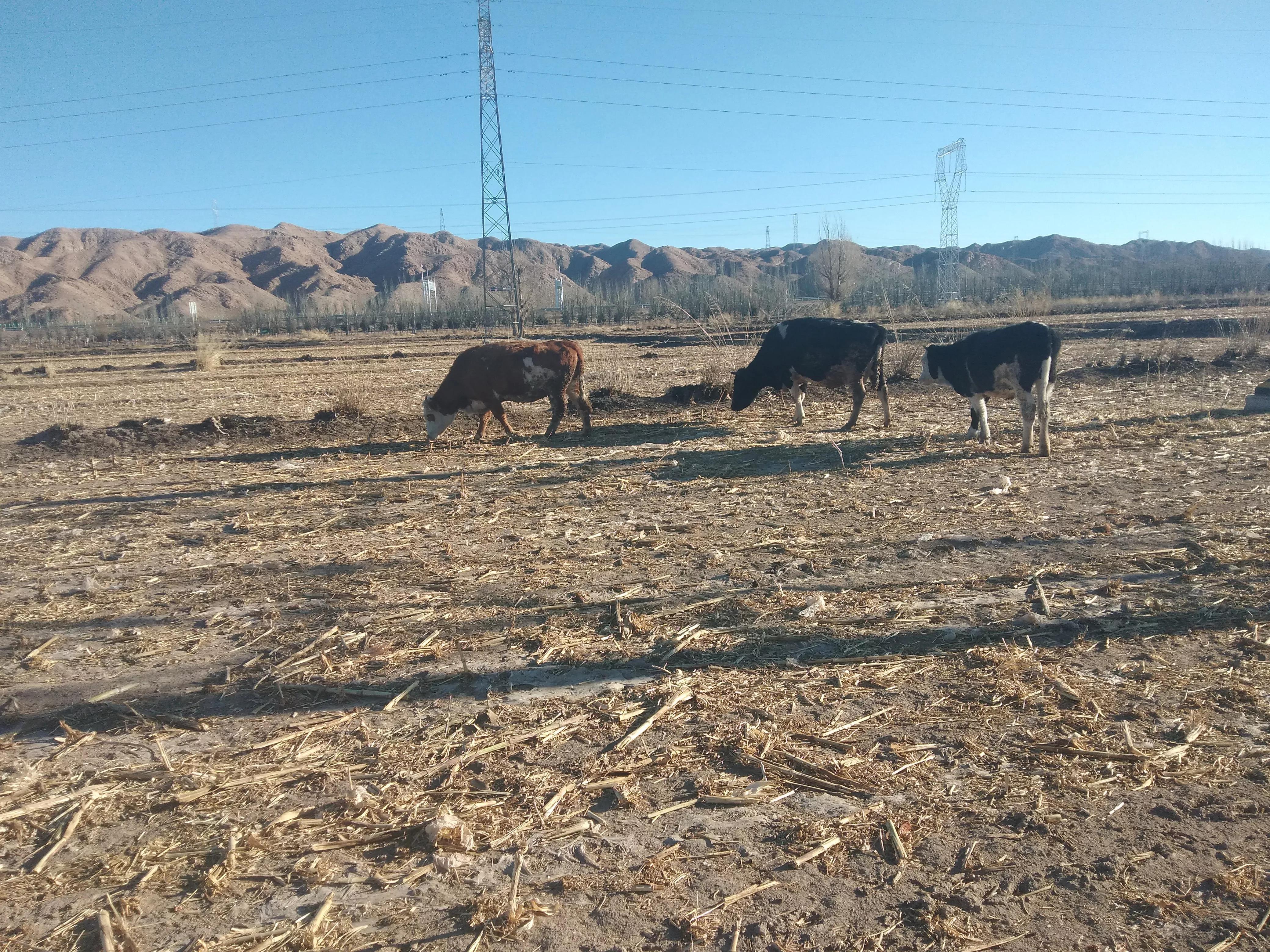 养牛利润一年多少钱 养牛挣钱还是养羊挣钱 养牛利润一年多少钱 养牛挣钱还是养羊挣钱