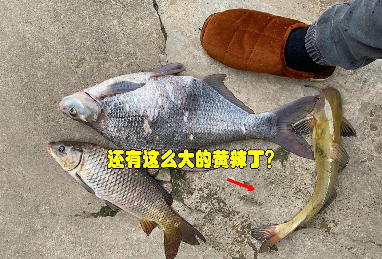 黄辣丁多少钱一斤，网友：120元卖给我
