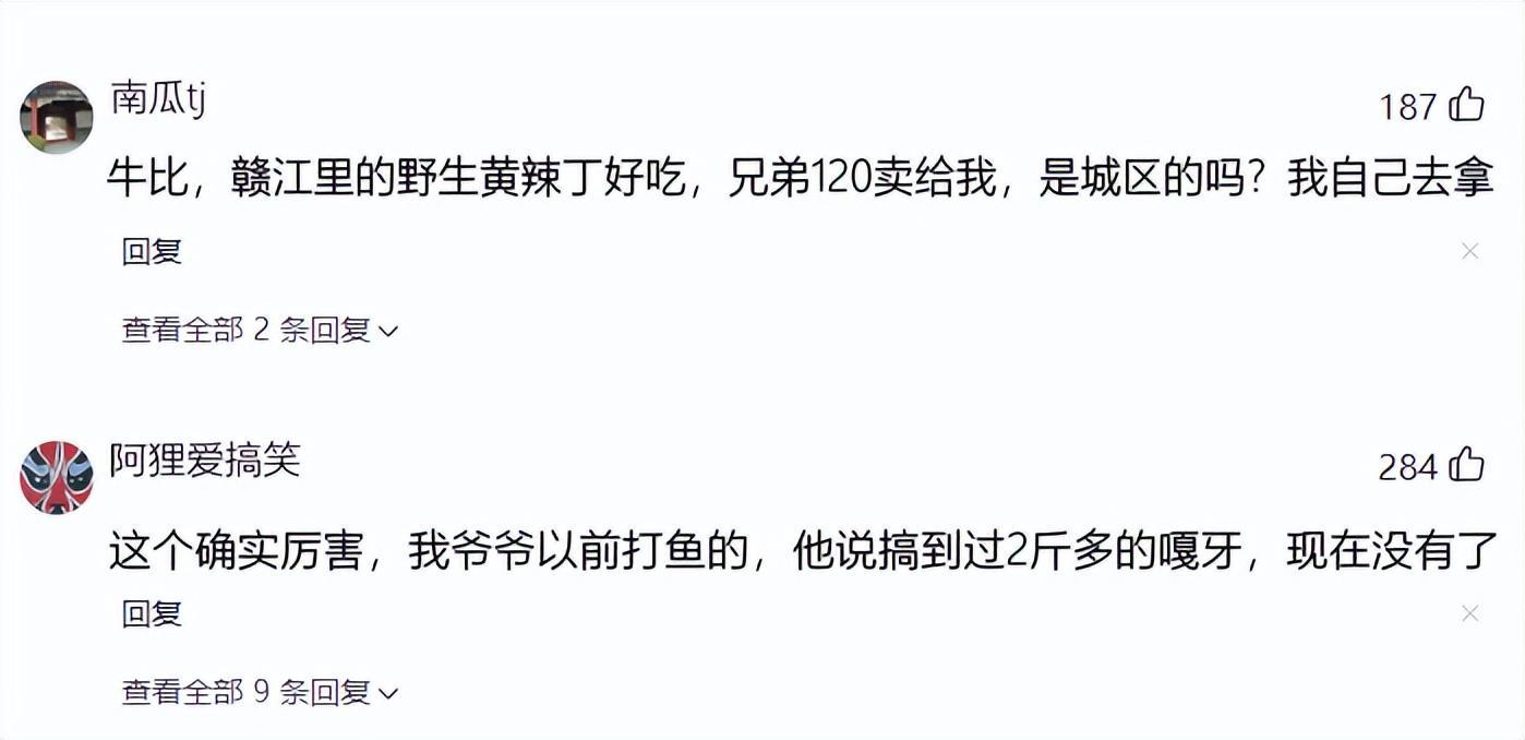 黄辣丁多少钱一斤，网友：120元卖给我