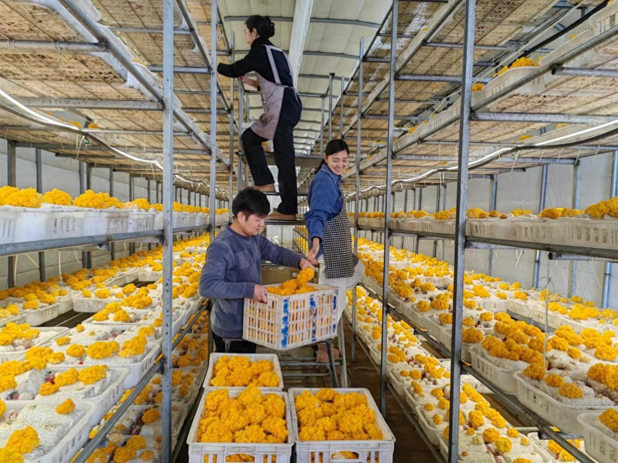 金耳菌多少钱一斤2024年价格：小蘑菇成农民致富“金疙瘩”-阿灿学库