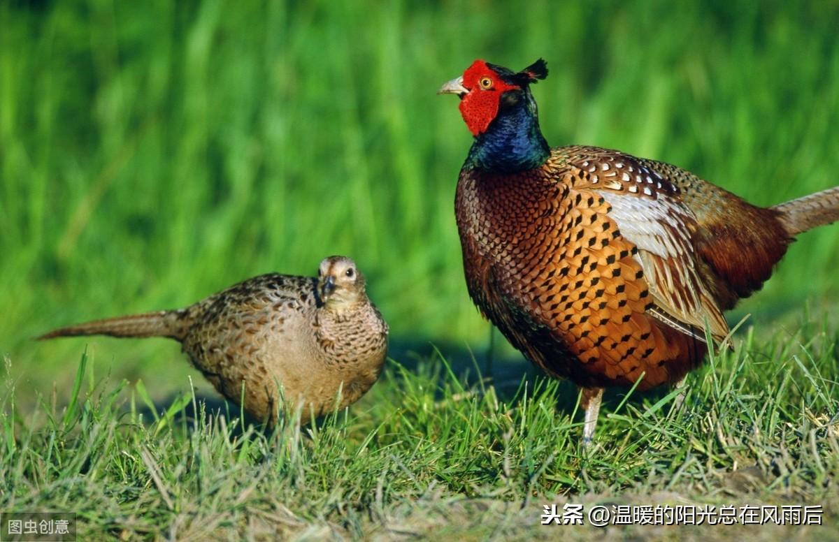 适合农村的小型养殖 十个农村养殖致富项目 适合农村的小型养殖 十个农村养殖致富项目