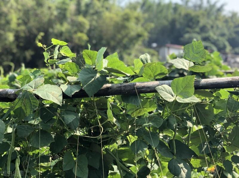 豆角亩产多少斤?怎么管理才能高产? 豆角亩产多少斤?怎么管理才能高产?