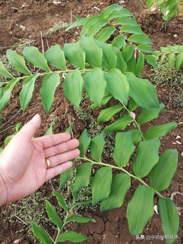 黄精种植技术亩产利润?多花姜型黄精,亩产值可达十万元 黄精种植技术亩产利润?多花姜型黄精,亩产值可达十万元