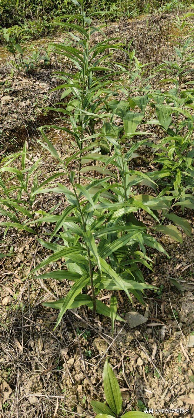 黄精种植技术亩产利润?多花姜型黄精,亩产值可达十万元 黄精种植技术亩产利润?多花姜型黄精,亩产值可达十万元