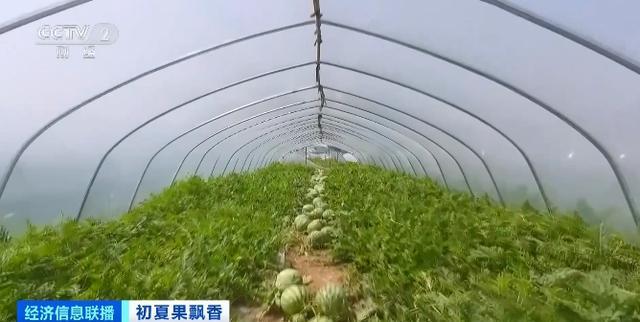 榴莲自由来了?昆明榴莲部分一斤跌破10元 榴莲自由来了?昆明榴莲部分一斤跌破10元