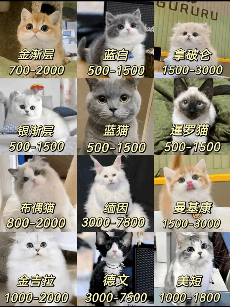 做私域宠物倒爷,一单利润300-5000不等,单人月轻松实现被动收益2万+ -1 做私域宠物倒爷,一单利润300-5000不等,单人月轻松实现被动收益2万+ -1